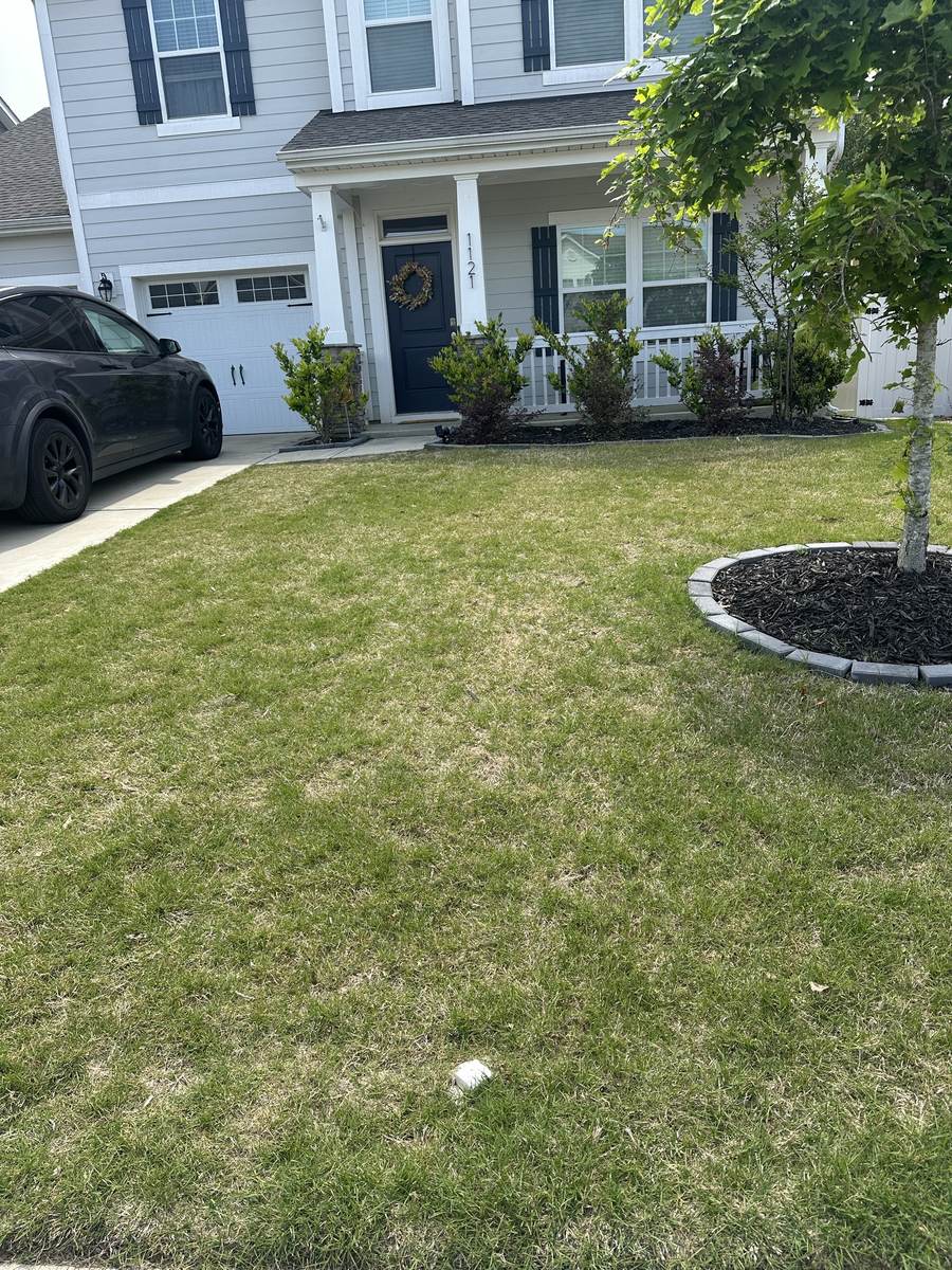 Thin, yellowing lawn before treatment