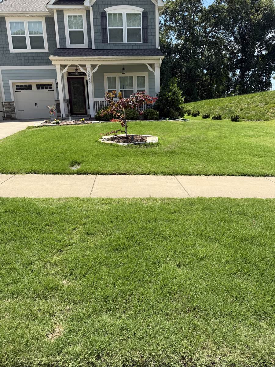 Clean, uniform lawn after OSO Turf Care treatment
