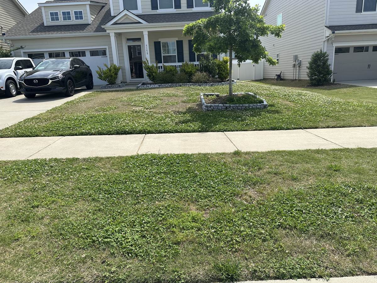 Lawn overrun with clover before treatment