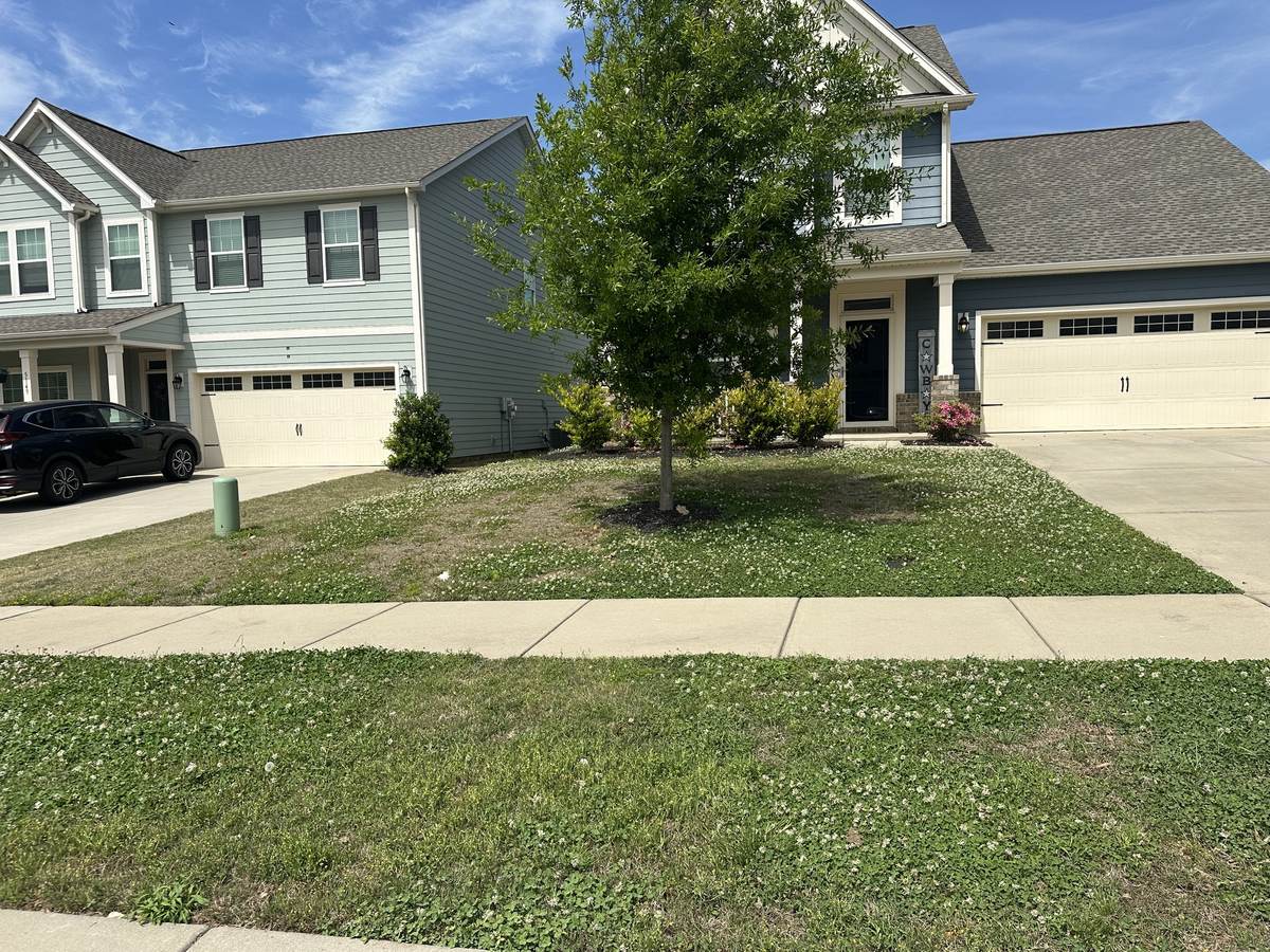 Weed-heavy lawn before treatment