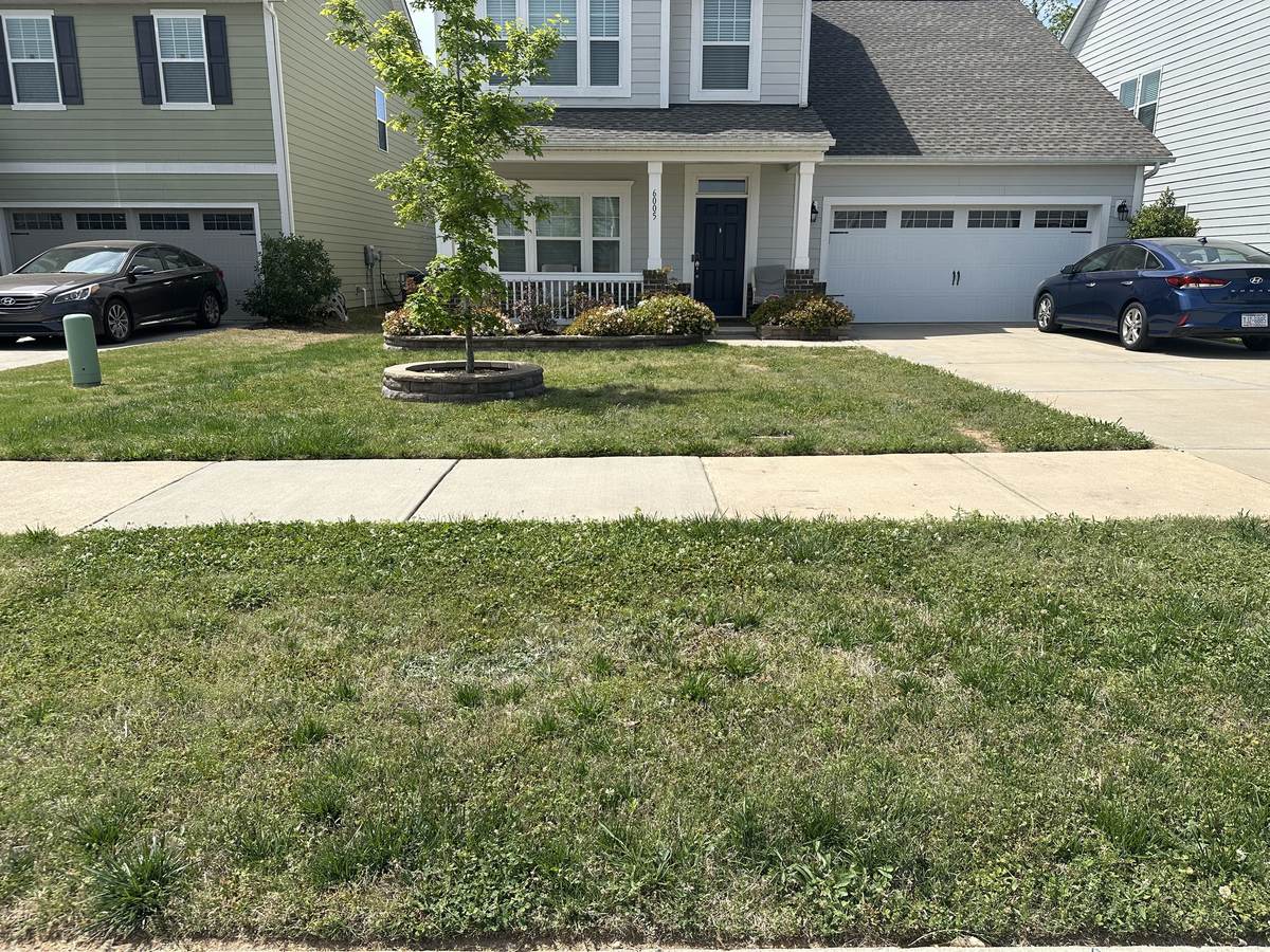 Weedy, uneven lawn before treatment