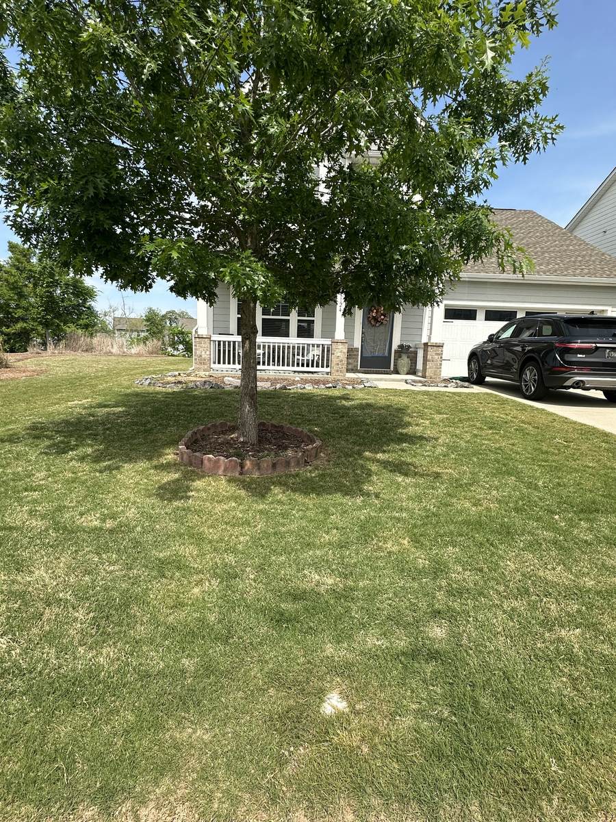 Patchy lawn around a tree before treatment