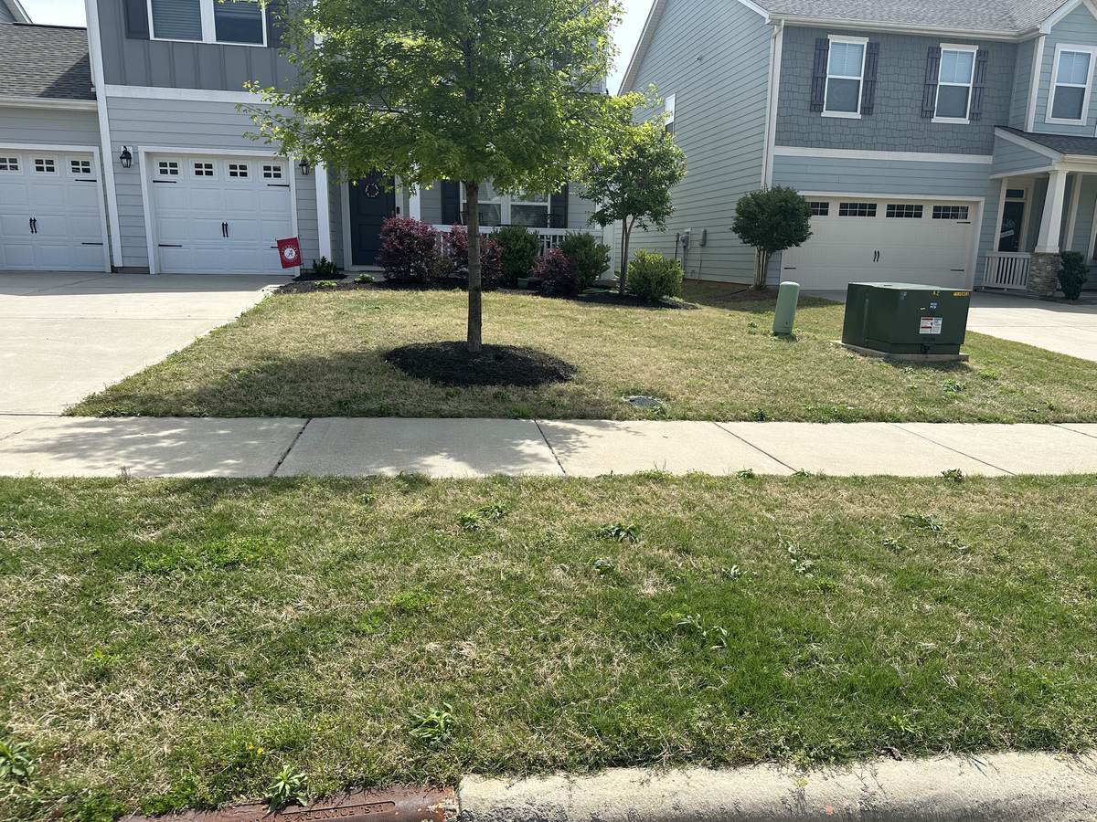 Weedy, patchy lawn before treatment