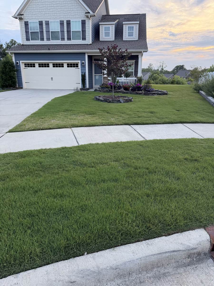 Thicker, more uniform lawn after OSO Turf Care treatment