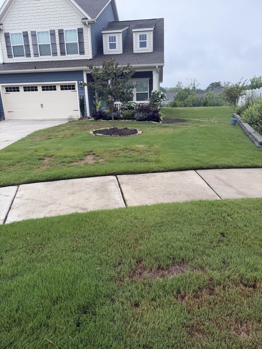 Lawn with bare patches before treatment