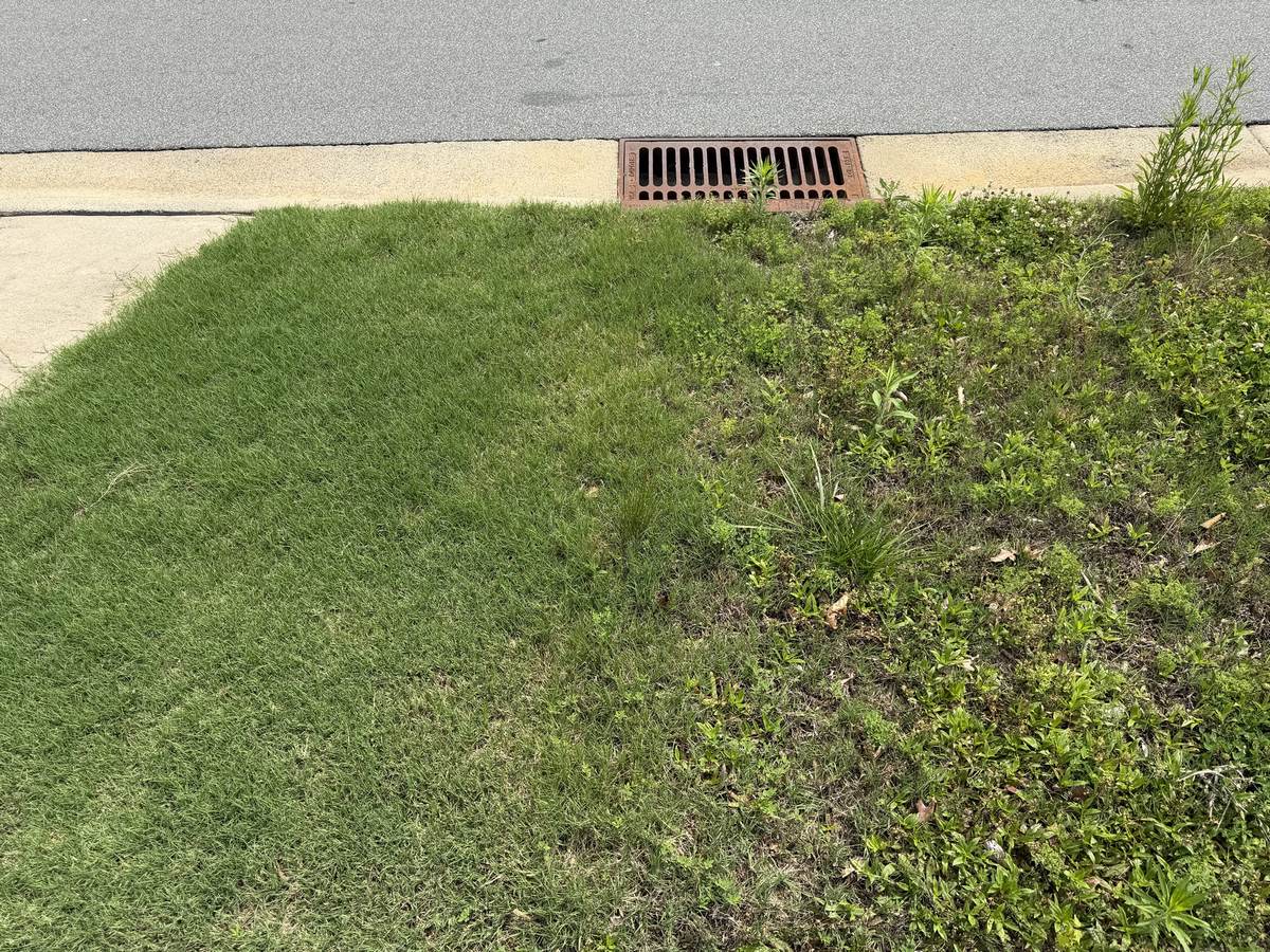 Treated lawn contrasted against an untreated section