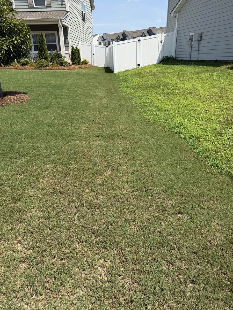 Backyard showing a clear line between treated and untreated grass
