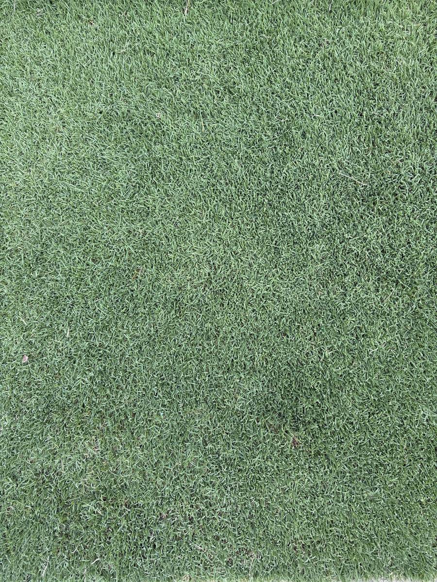 Close-up of thick, healthy turf